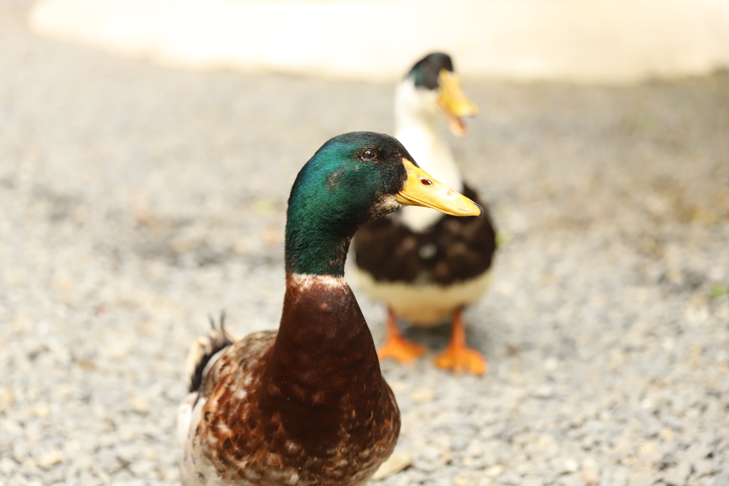 How To Raise Healthy, Friendly Ducks