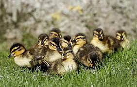 How Much Heat Should Baby Ducks Have?