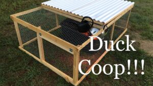 Duck Enclosures: Types, Recommendations & How to Build Your Own